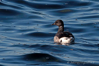 Brant Goose