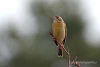 Dickcissel