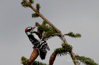 Downy Woodpecker