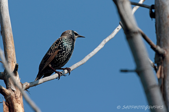 European Starling