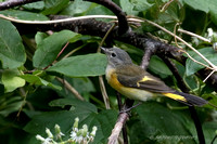 American Redstart - Female