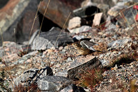 American Pipit