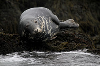 Seal