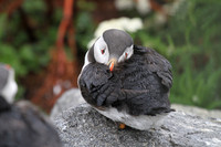 Atlantic Puffin