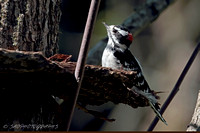 Downy Woodpecker