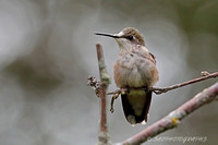 Ruby-throated Hummingbird - Female