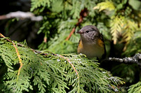 American Redstart - Juvenile