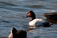 Canvasback