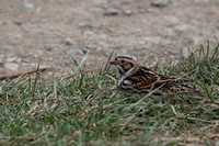 Lapland Longspur