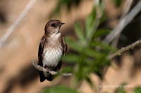 Northern Rough-winged Swallow