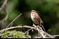 Song Sparrow