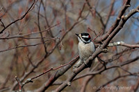 Downy Woodpecker