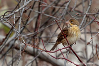 Cardinals/Tanagers