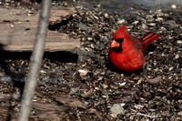 Northern Cardinal