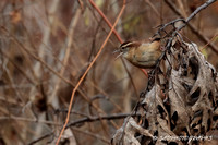 Carolina Wren