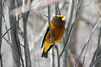 Evening Grosbeak