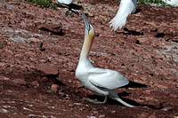 Northern Gannet