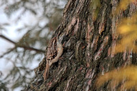 Brown Creeper