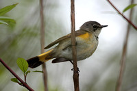 American Redstart - Female