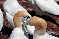 Northern Gannet