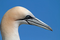 Northern Gannet