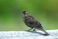 Red-winged Blackbird - Female