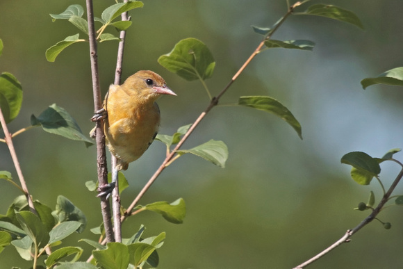 Baltimore Oriole - Female