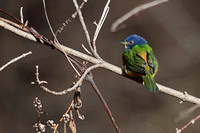 Painted Bunting