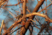 Ruby-throated Hummingbird -female