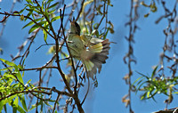American Redstart - Juvenile