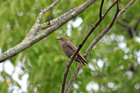 European Starling - Juvenile