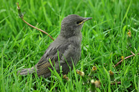 European Starling - Juvenile