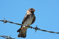 Cliff Swallow - Juvenile