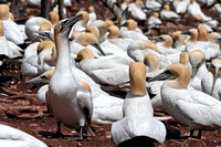 Northern Gannet