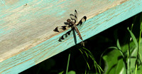 12 Spotted Skimmer & Wasp