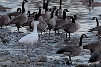 Snow Goose