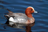 Eurasian Widgeon