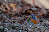 Painted Bunting