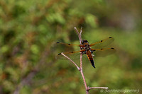 4-Spotted Dragonfly