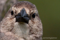 Brown-headed Cowbird - Female