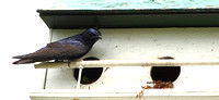 Purple Martin