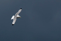 Black-legged Kittiwake