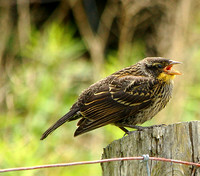 Red-winged Blackbird - Juvenile