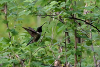 Ruby-throated Hummingbird -male
